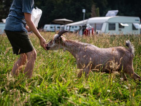 Vodatent Camping Vestbirk - Jutland-Central - Image N°9