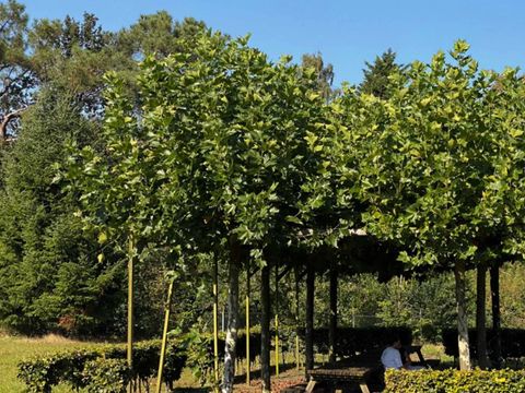 Summio Bosparc de Hoevenaer - Camping Halderberge - Image N°2