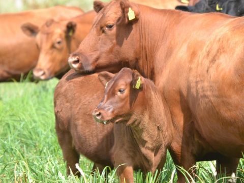 Erve Woolderink - Wierden - Image N°5