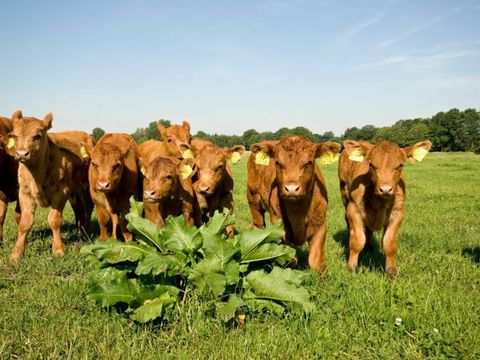 Erve Woolderink - Wierden - Image N°3