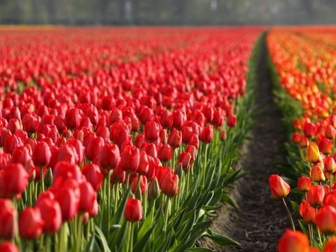 Vakantiepark de Nollen - Schagen - Image N°34