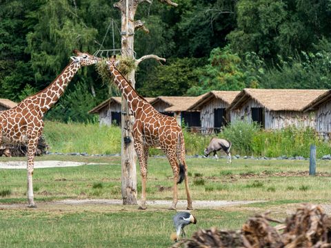 Serengeti Park - Lower Saxony - Image N°5