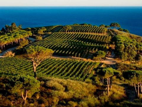 Vodatent Tenuta delle Ripalte - Livorno - Image N°22
