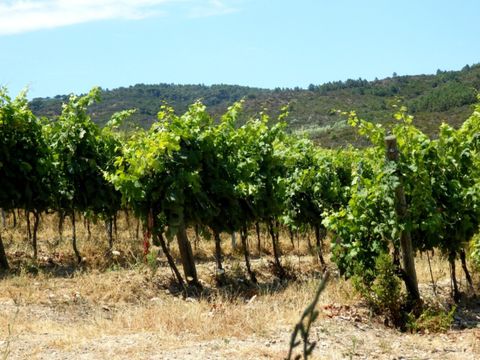 Vodatent Tenuta delle Ripalte - Livorno - Image N°25