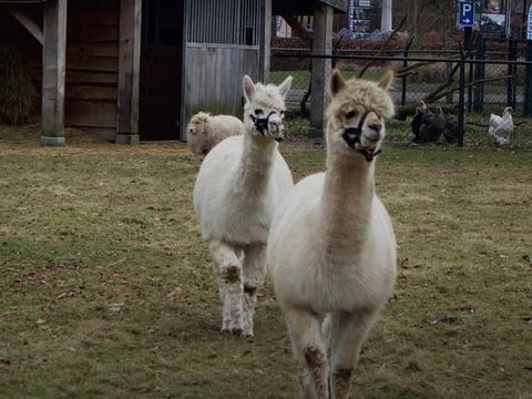 De Leughte Resort Renswoude - Renswoude - Image N°3