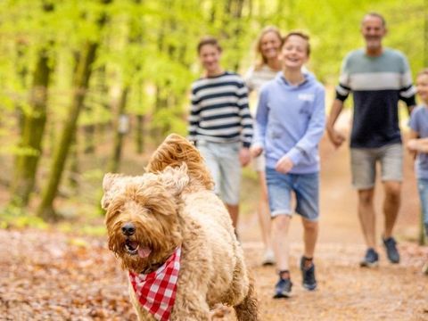 Ardennen Camping Bertrix - Belgian Luxembourg - Image N°3