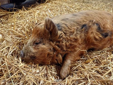 Vodatent Boerderijcamping het Katreel - Haaksbergen - Image N°9