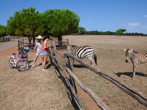 Camping Bi Village  - Istria