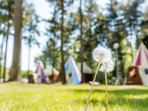 Vakantiepark de Bergen - Sint Anthonis - Image N°42