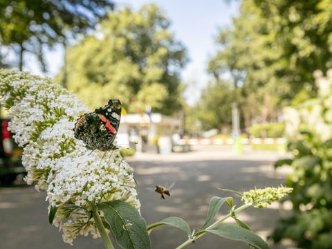 Vakantiepark de Bergen - Sint Anthonis - Image N°28