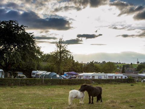 Vodatent Camping la Dolce Vita - Voerendaal - Image N°28