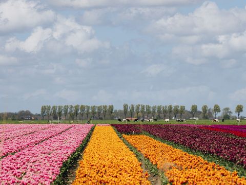 Landal Park Wijdenes - Drechterland - Image N°55