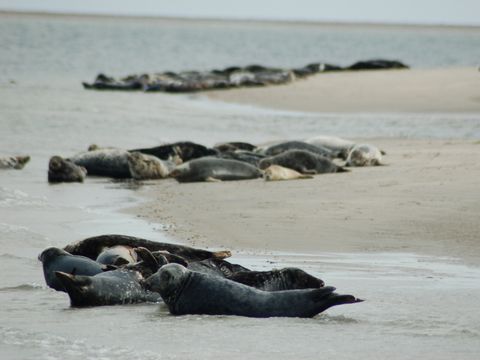Landal Kustpark Texel - Texel