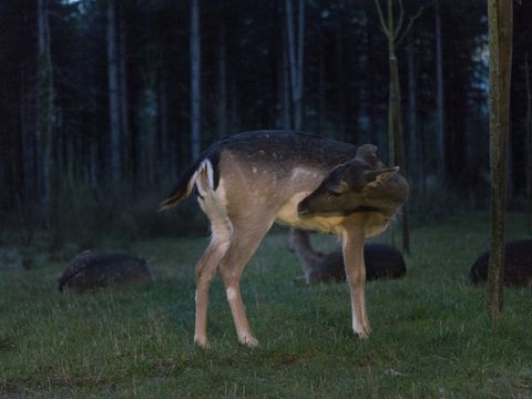 Center Parcs - Domaine Le Bois aux Daims - Camping Vienne  - Image N°2