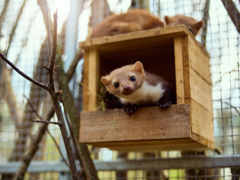 Center Parcs Le Bois aux Daims - Vienne 