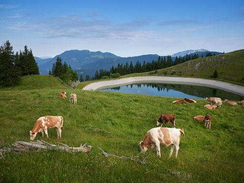 Forest Camping Mozirje - Solvenia