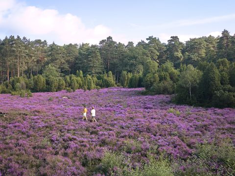 Center Parcs Bispinger Heide - Lower Saxony