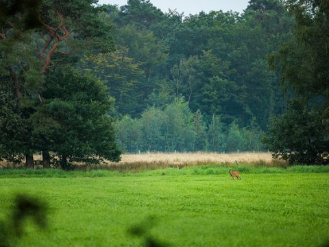 Camping Vreehorst - Winterswijk - Image N°11