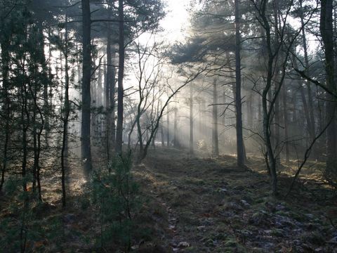 Vakantiepark De Pampel - Apeldoorn - Image N°24