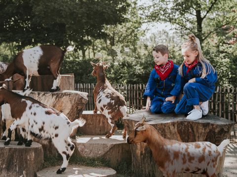 Vakantiepark Dierenbos - Meierijstad - Image N°28