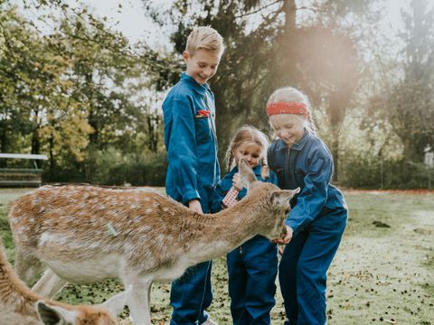 Vakantiepark Dierenbos - Meierijstad - Image N°19