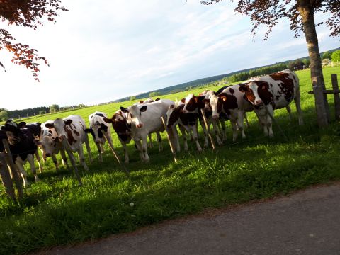 Camping Oos Heem - Liege - Image N°9