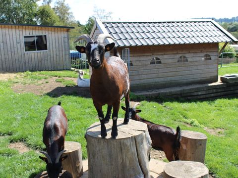 Camping Oos Heem - Liege - Image N°20
