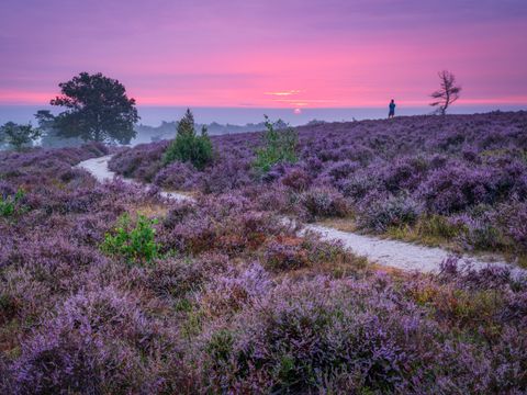 Vakantiepark Hölte - Rijssen-Holten - Image N°16