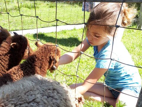 Molecaten Park Wijde Blick - Renesse - Image N°3