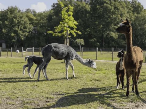 Camping de Vossenburcht - Staphorst - Image N°17