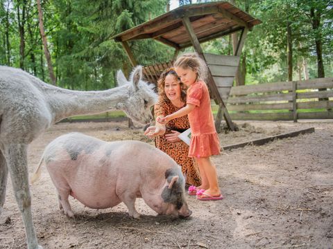 RCN Vakantiepark de Jagerstee - Epe - Image N°2