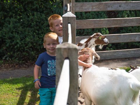 Molecaten Park 't Hout - Opsterland - Image N°18