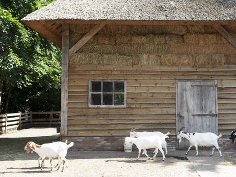 Molecaten Park 't Hout - Opsterland - Image N°21
