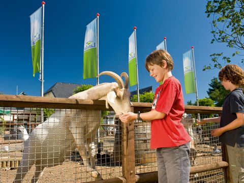Landal Mont Royal - Camping Rhineland-Palatinate - Image N°5