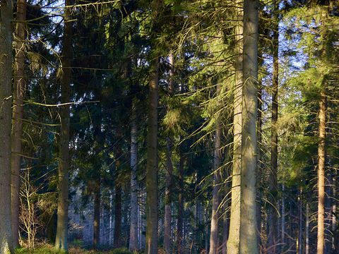 Center Parcs Les Ardennes - Belgian Luxembourg - Image N°5