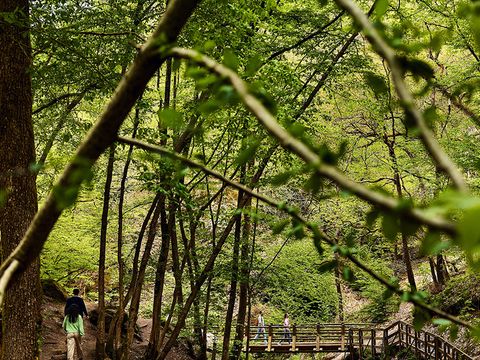 Center Parcs Les Ardennes - Belgian Luxembourg