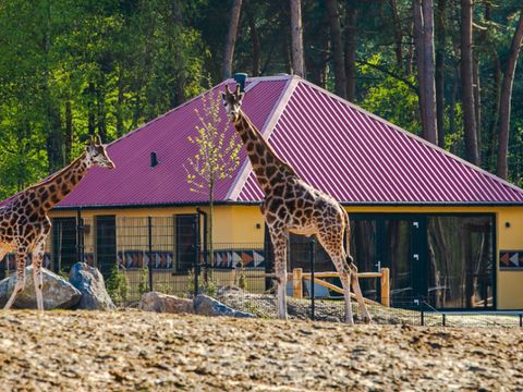 Safari Resort Beekse Bergen - Hilvarenbeek - Image N°0