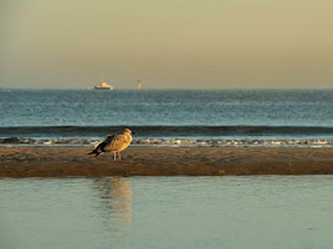 Verblijfpark Beachside - West Flanders - Image N°37
