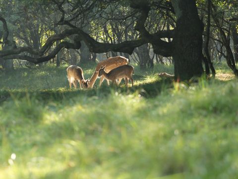 Vakantiepark Duinrust - Noordwijk - Image N°14