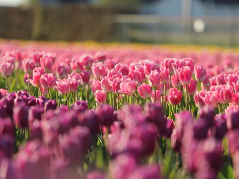 Vakantiepark Duinrust - Noordwijk - Image N°15