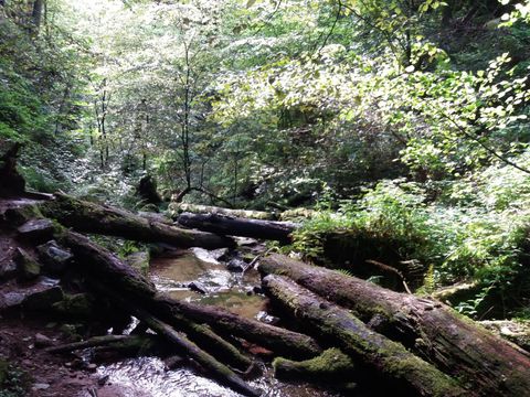 Feriendorf Waldbrunn - Baden-Württemberg - Image N°28