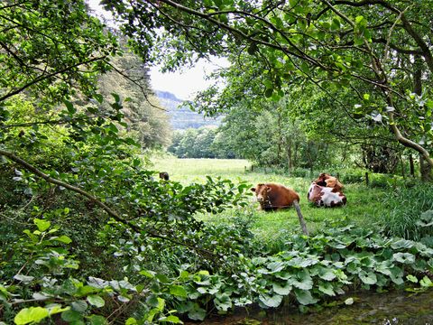 Sonnenhof Willingen - Hesse - Image N°2