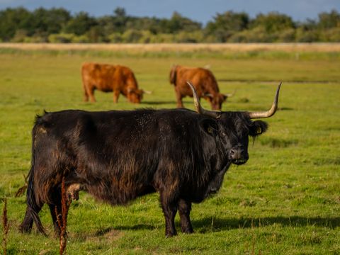 Landal Glamping Lauwersmeer - Het Hogeland - Image N°19