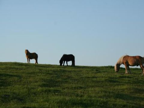 Ferienhof Brockzetel - Lower Saxony - Image N°2