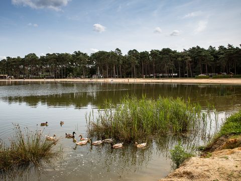 Vodatent Familiepark Goolderheide - Belgian Limburg - Image N°15
