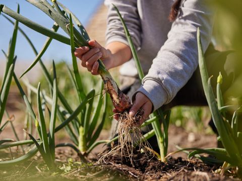Center Parcs Les Landes de Gascogne - Lot-et-Garonne