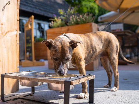 Landal Gooise Heide - Huizen - Image N°5