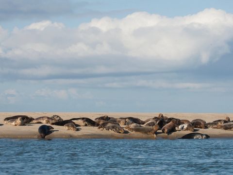Landal Kaap West - Terschelling - Image N°3