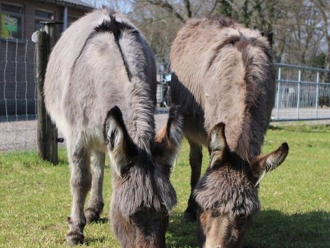 Vodatent Camping de Waterbuffelfarm  - Steenwijkerland - Image N°11
