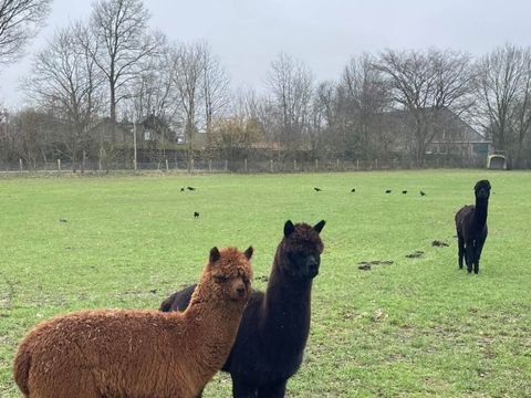 Vodatent Camping de Waterbuffelfarm  - Steenwijkerland - Image N°8